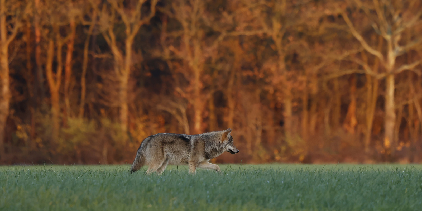 Wolf